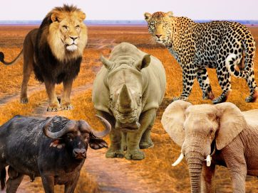 The Big Five Animals