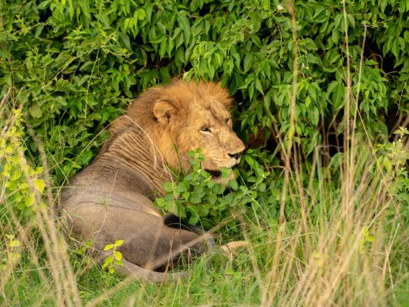 Best Places to See Lions in Uganda