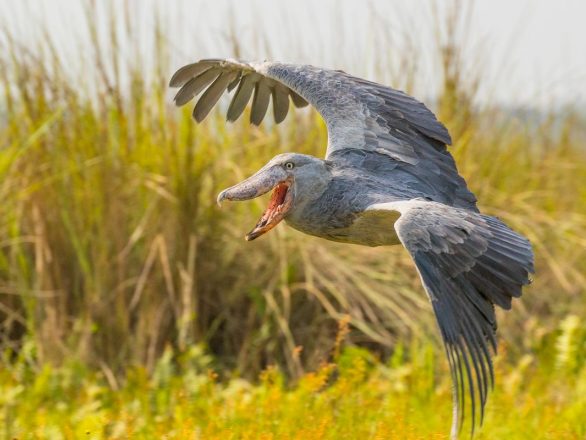 Where to See a Shoebill Stork Bird in Uganda