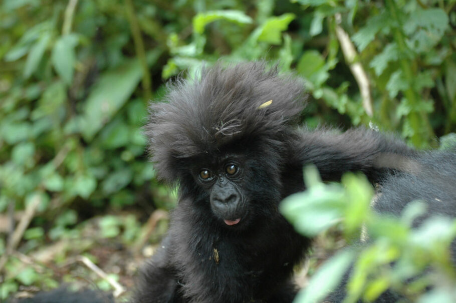Top 3 Places to See Gorillas
