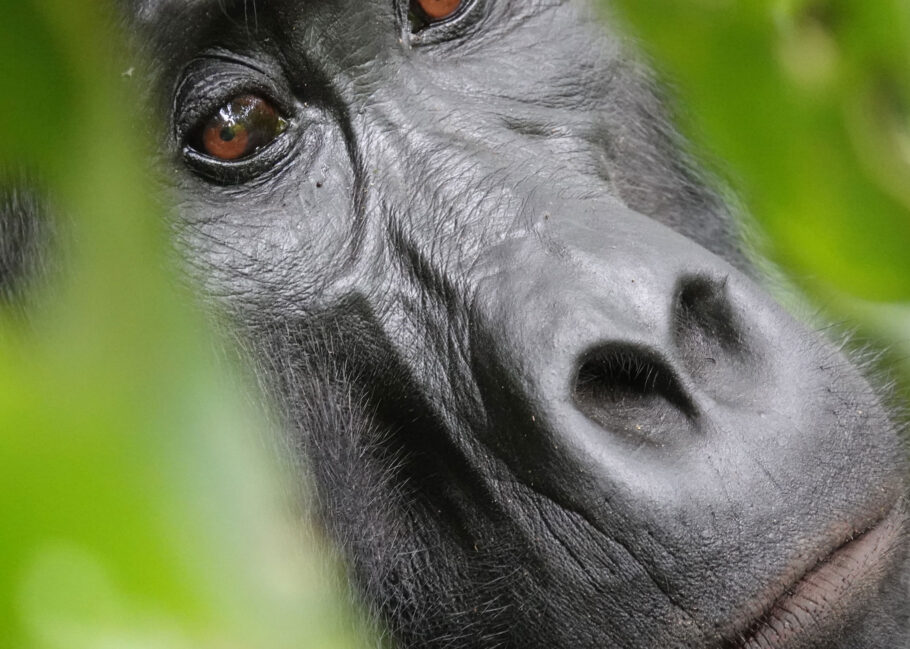 Gorilla safari uganda