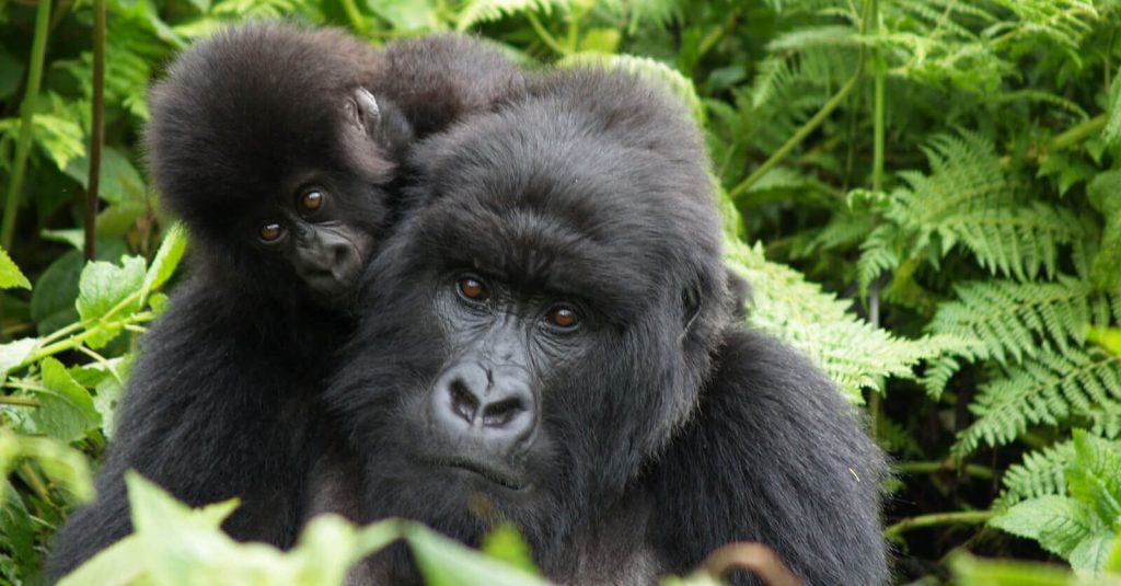 Top Safari Activities in East Africa - Gorilla trekking