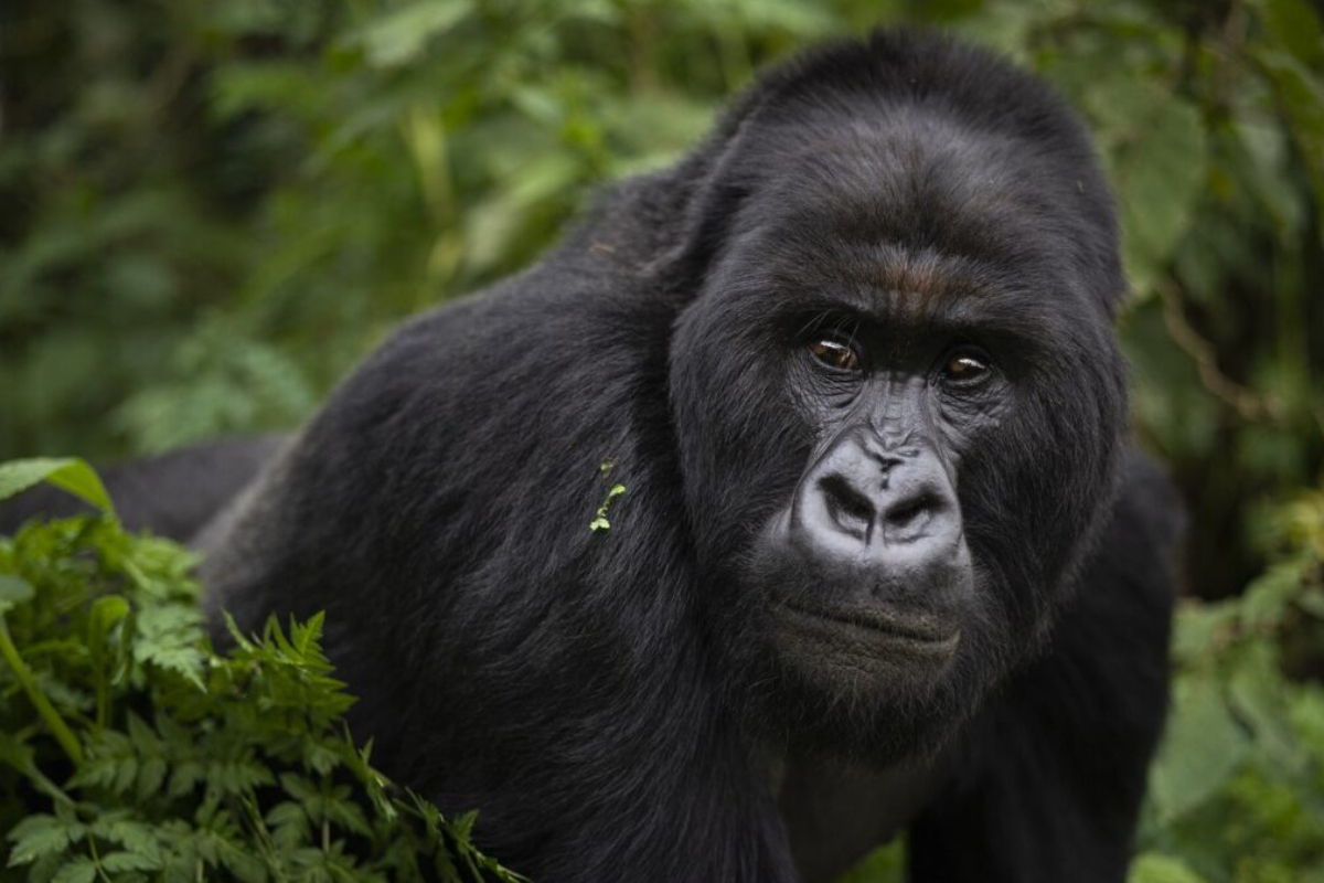 what to expect during uganda gorilla trekking