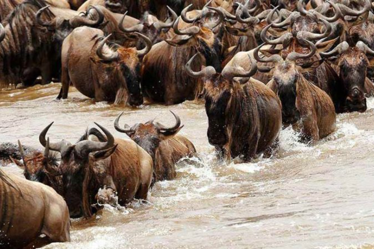 Where to See the Great Wildebeest Migration