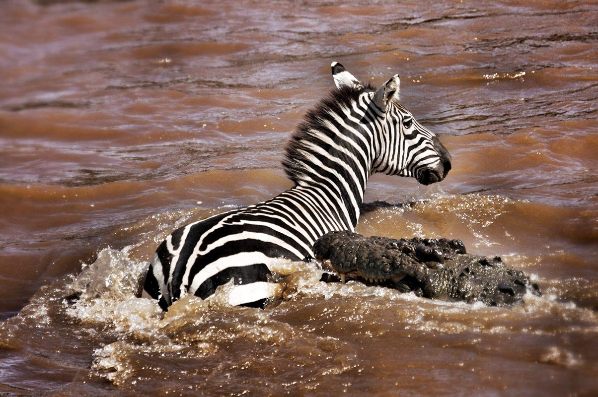 What Other Wild Animals to See During the Great Wildebeest Migration?