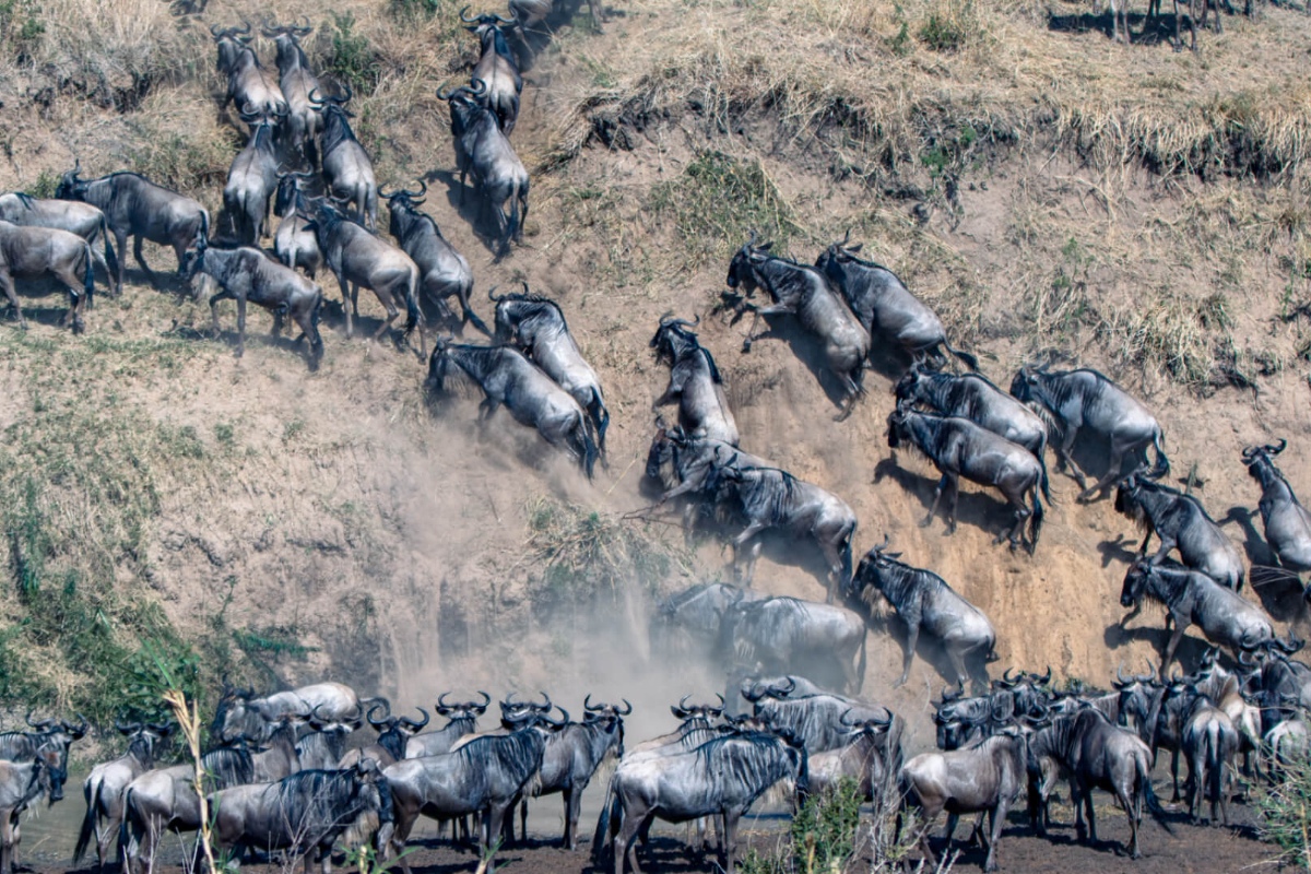 Where to See the Great Wildebeest Migration