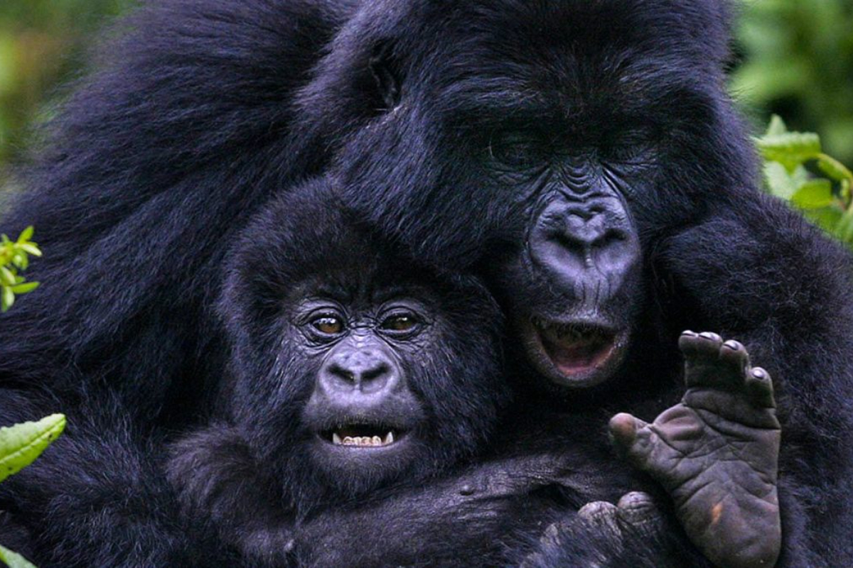 gorilla trekking in Uganda travel tips