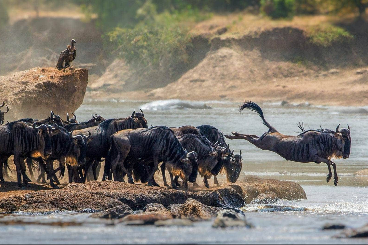 Can You Witness the Migration in Both Tanzania and Kenya