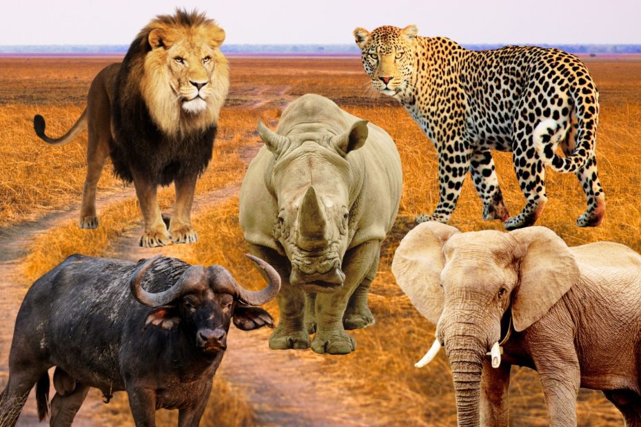 The Big Five Animals