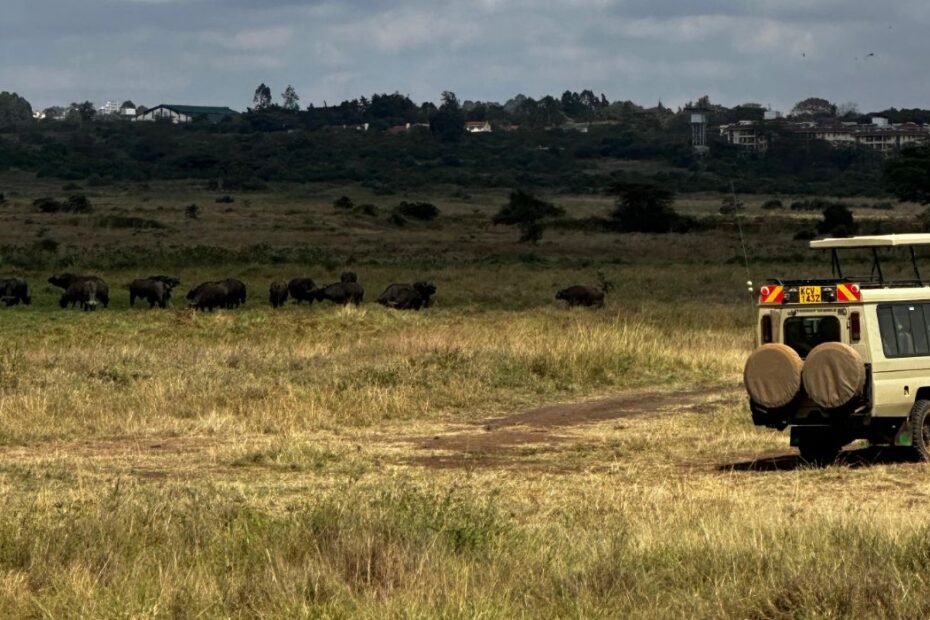 Safari Game Drives in East Africa