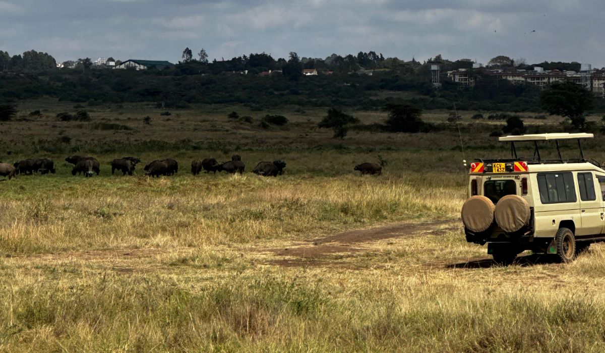 Safari Game Drives in East Africa