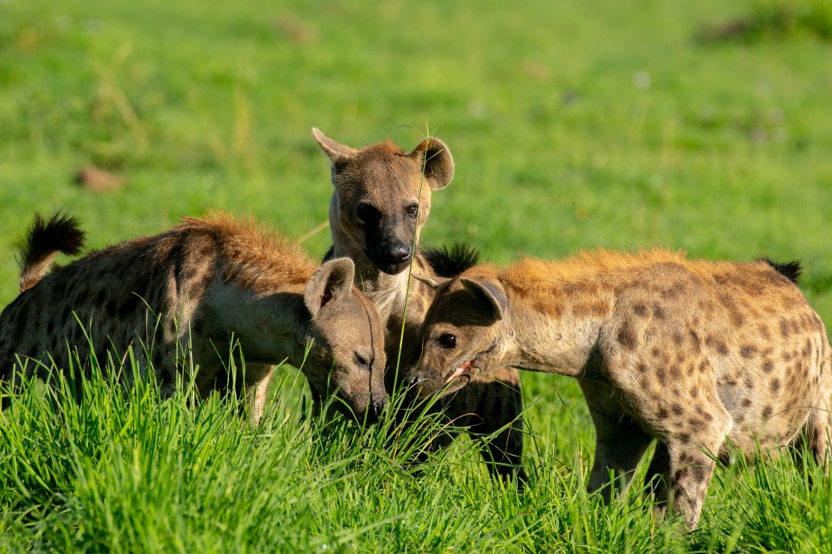 Safari Game Drives in East Africa