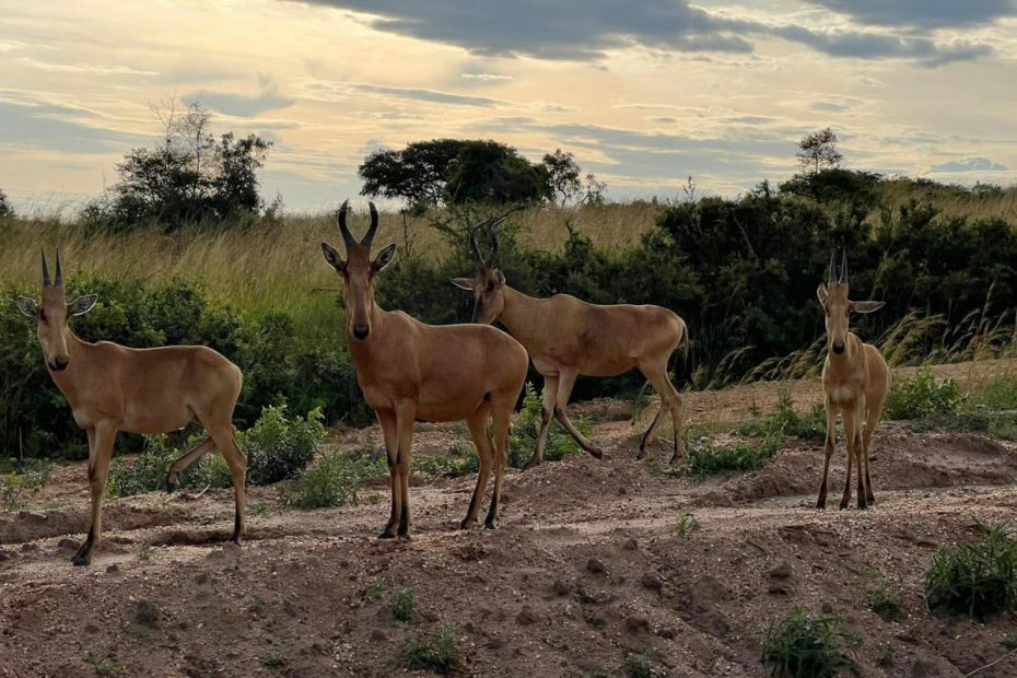 What to Expect on a Safari in Africa