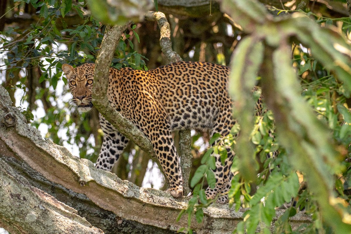 Safari Game Drives in East Africa