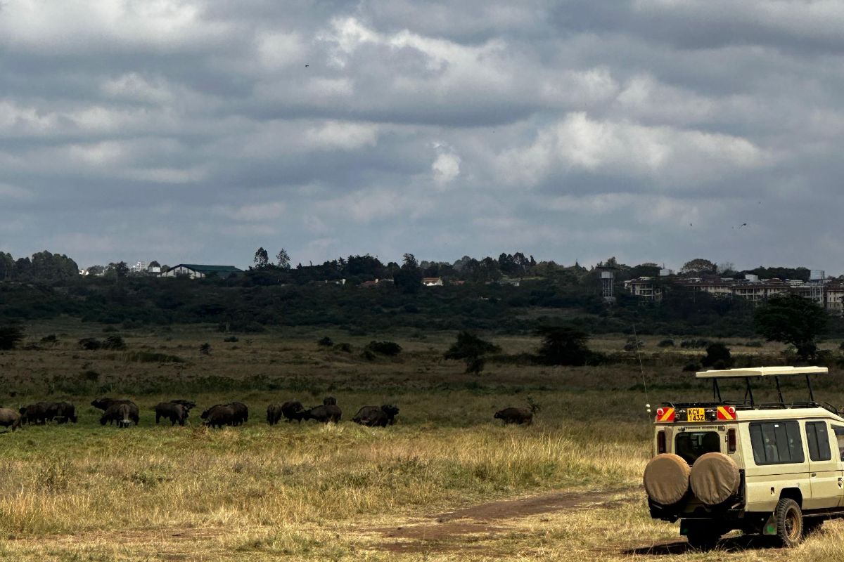 What to Expect on a Safari in Africa