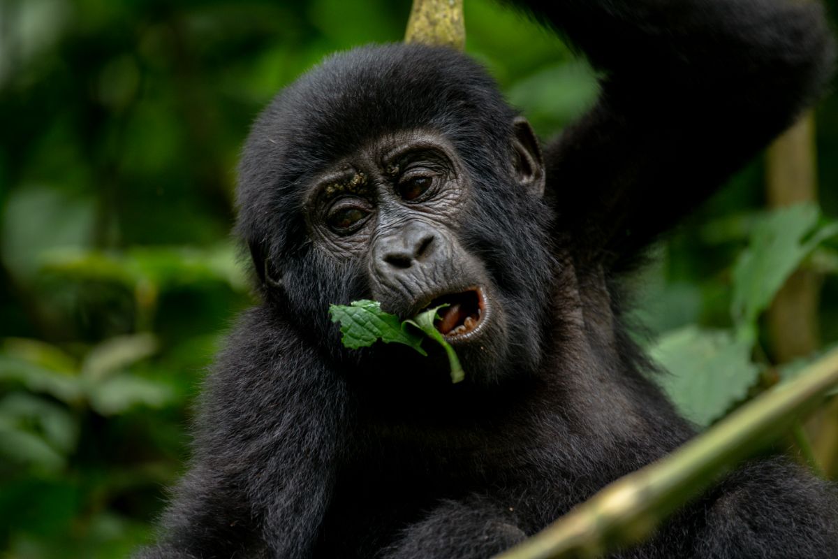 gorillas in Uganda