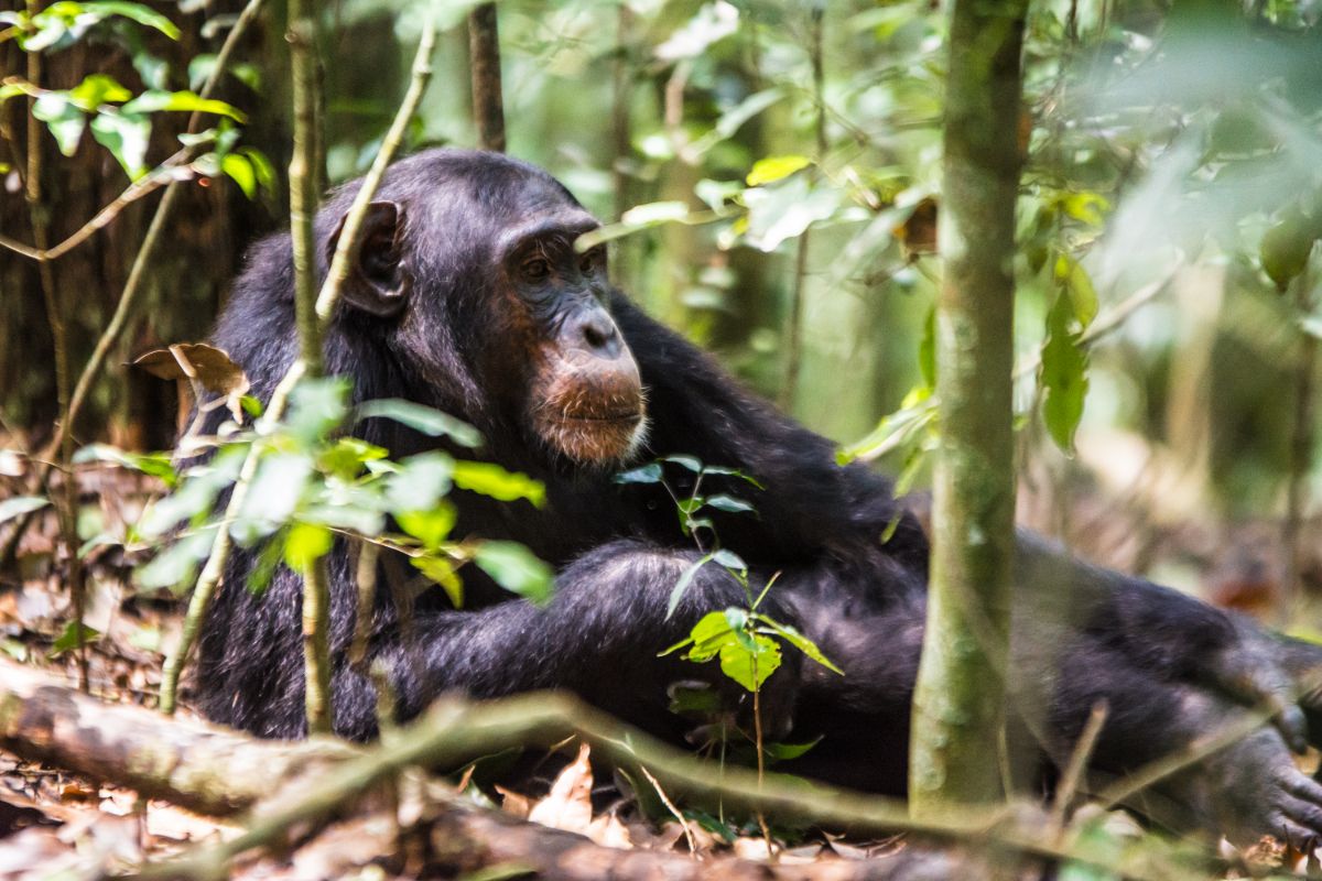 chimpanzee tour Uganda