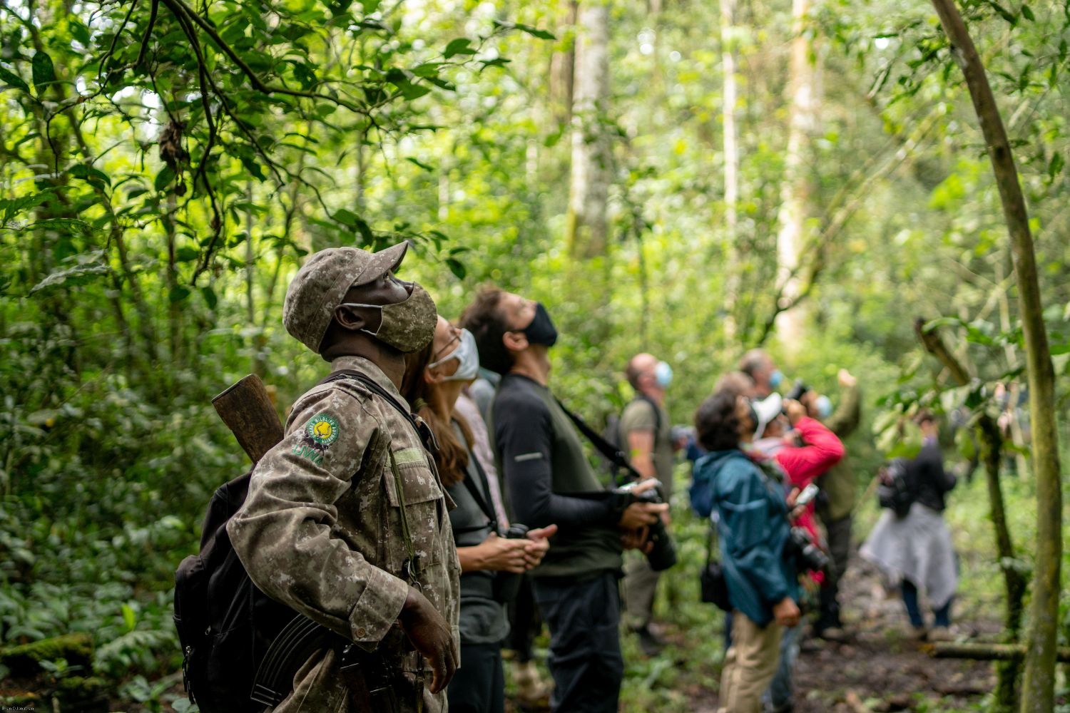 chimpanzee tracking in Uganda