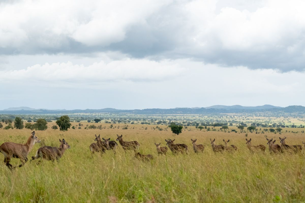 Kidepo valley national park Uganda