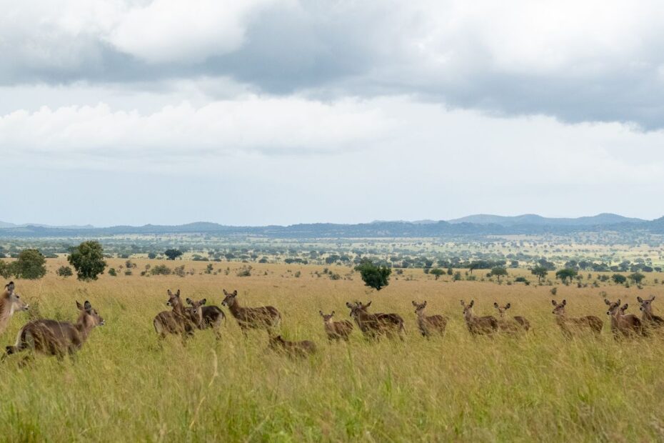 Top Safari Activities in East Africa