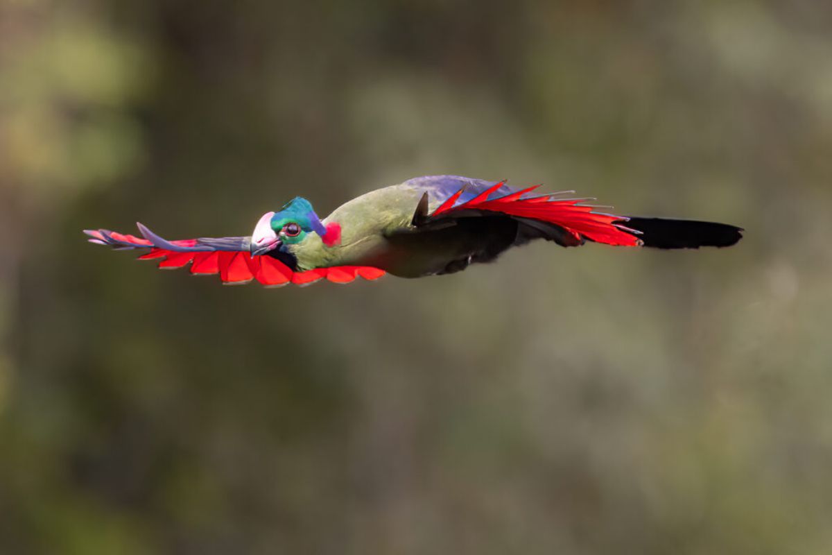 Rwenzori Turaco