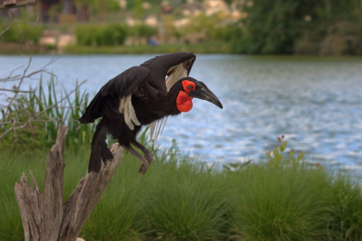 where to Birding Safari in Uganda - Abyssinian Ground Hornbill