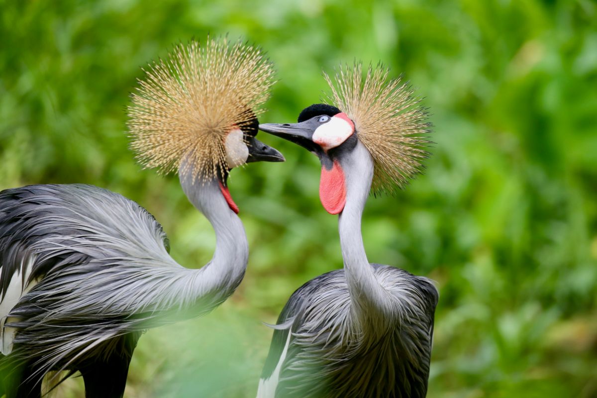 Uganda birding safaris and tours