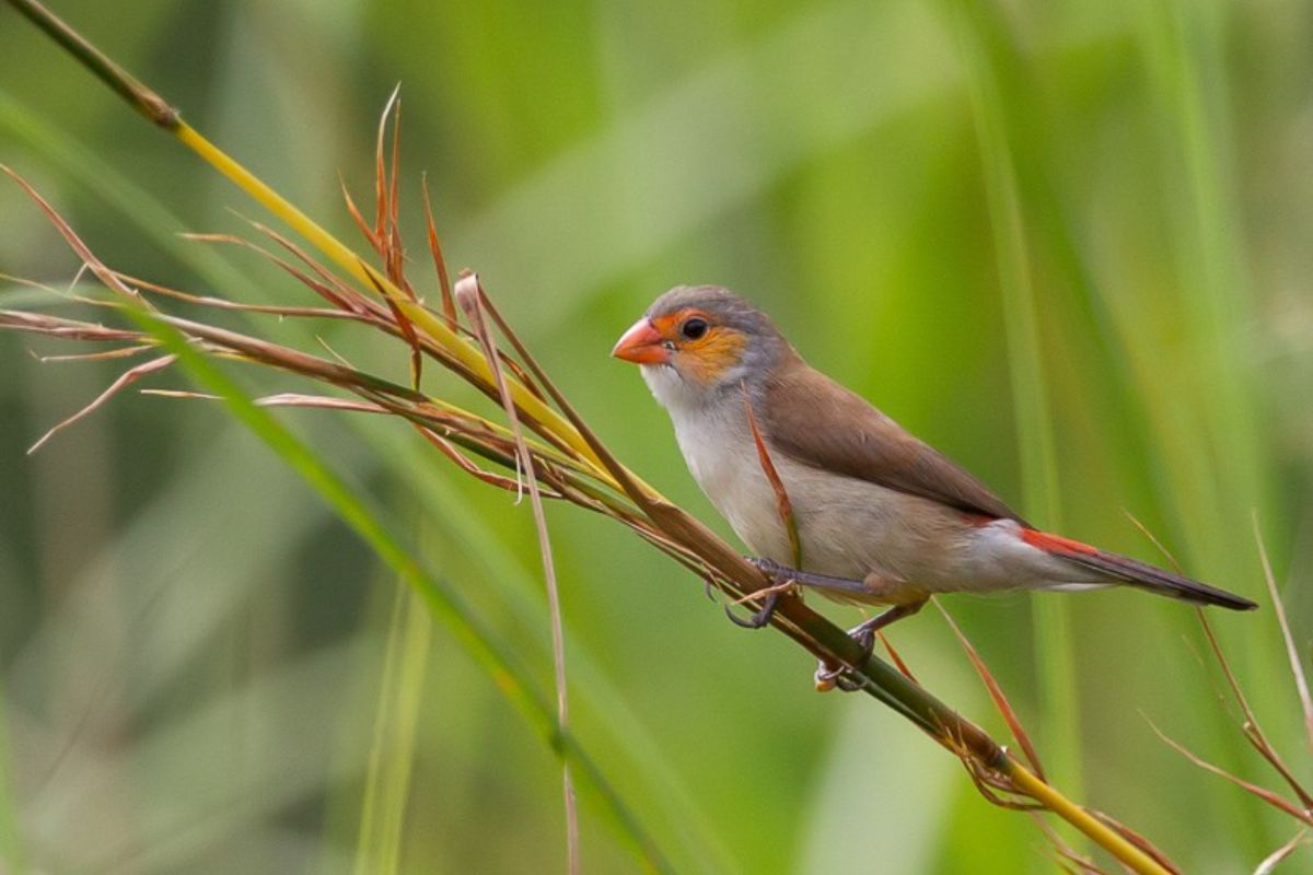 when to go for birding safaris in Uganda - Orange-Cheeked Waxbill