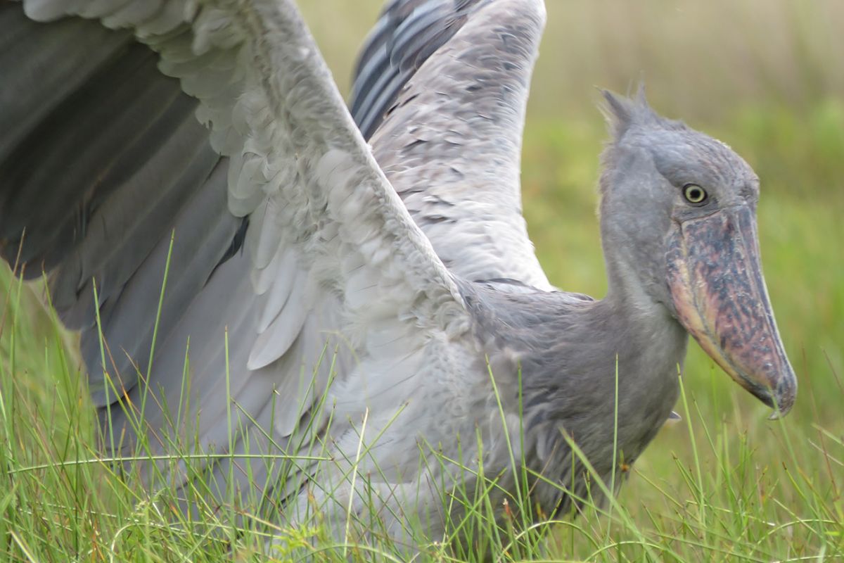 birding safari in Uganda - Shoebill bird in Uganda