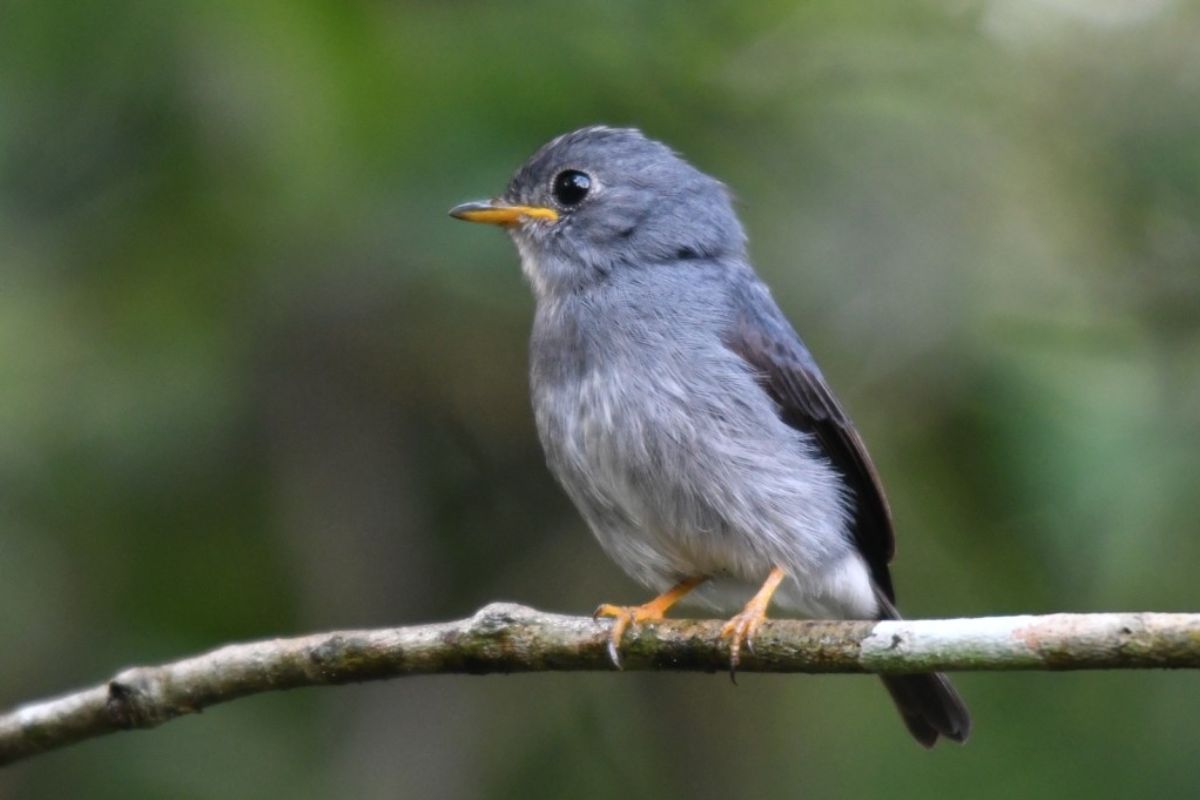 Yellow-footed Flycatcher