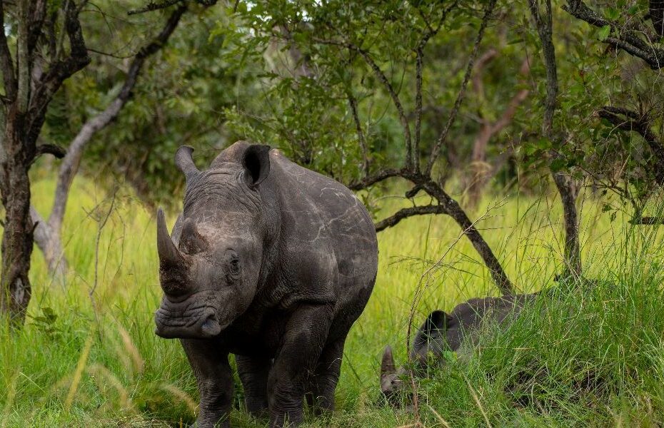 Where to See Rhinos in East Africa