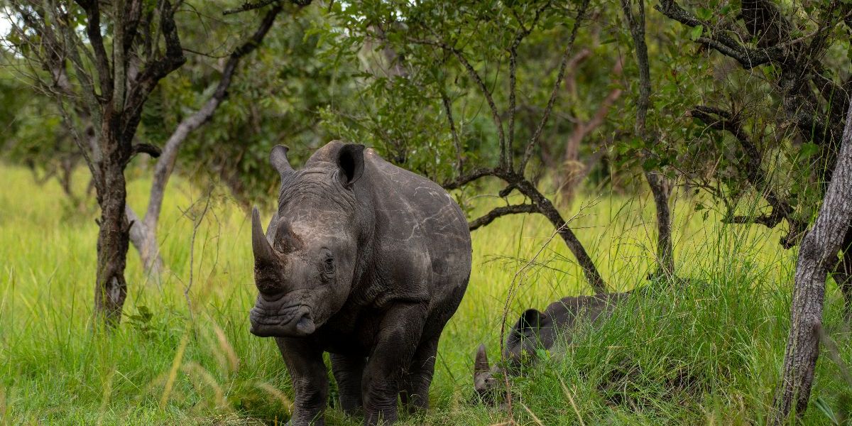 Where to See Rhinos in East Africa