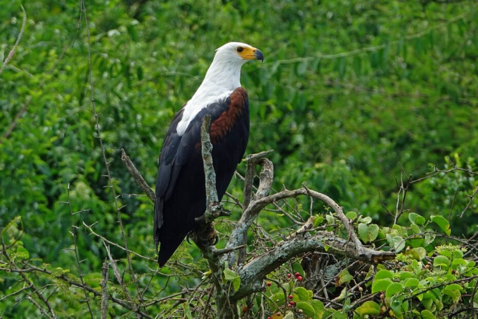 Where to Go for Birding Safari in Uganda - African fish-eagle bellbird