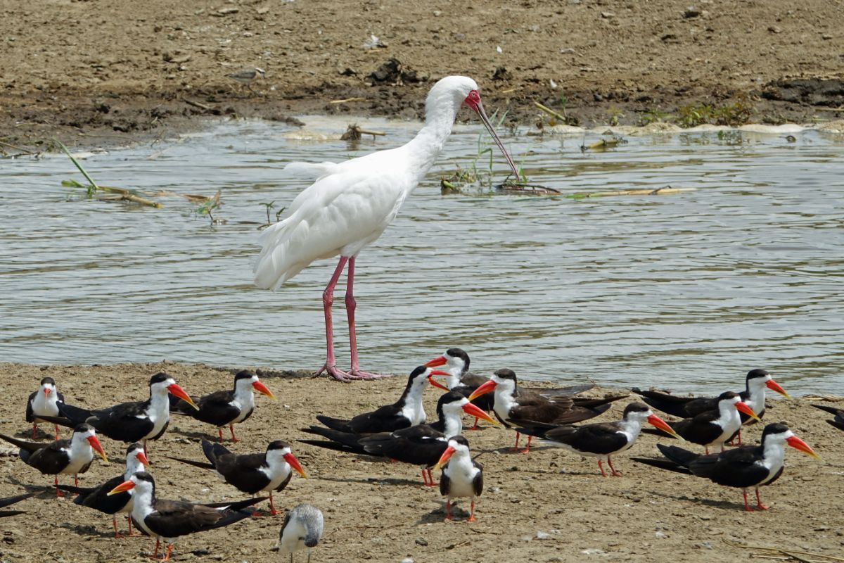 Where to Go for Birding Safari in Uganda