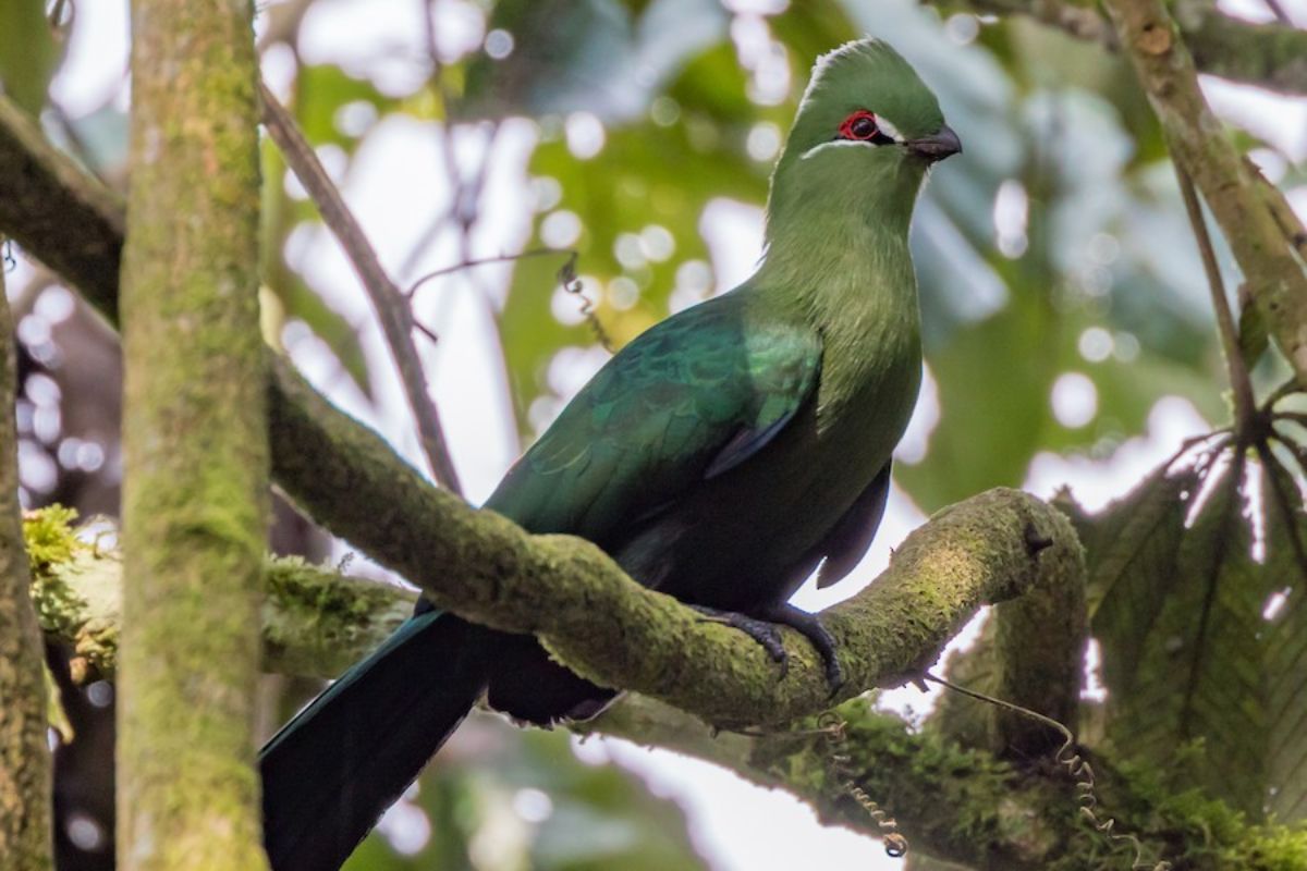  Birding Safari in Uganda - black billed turaco