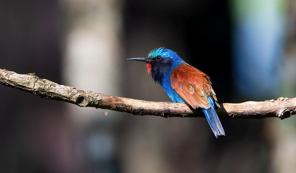 blue headed bee eater - Birding in Uganda