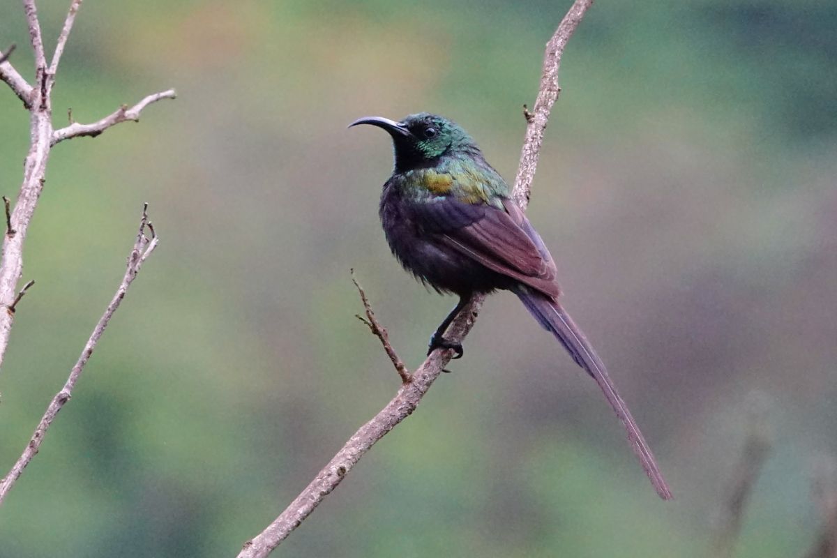 Africa Uganda birds