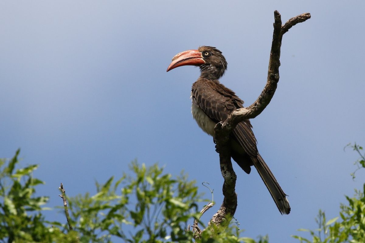 Where to Go for Birding Safari in Uganda