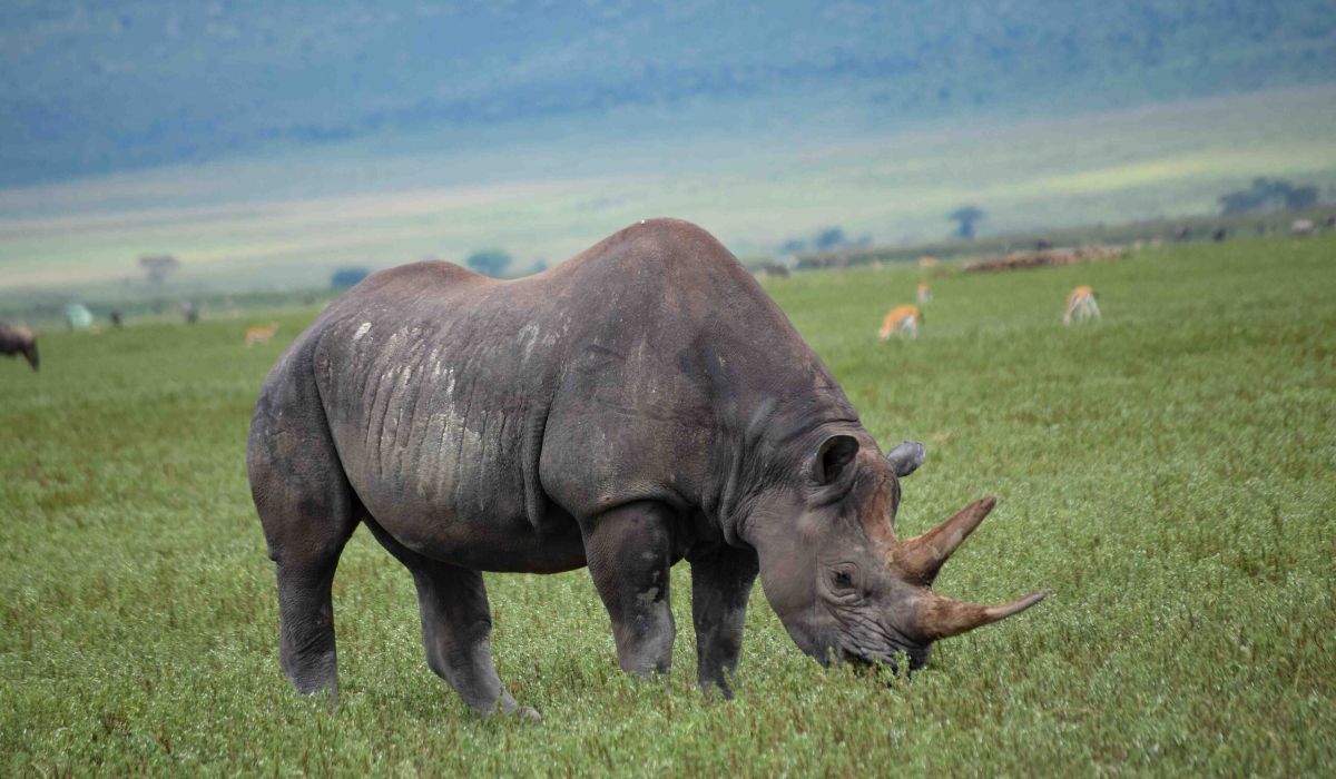 Where to See Rhinos in East Africa - Rhinos in Ngorongoro area