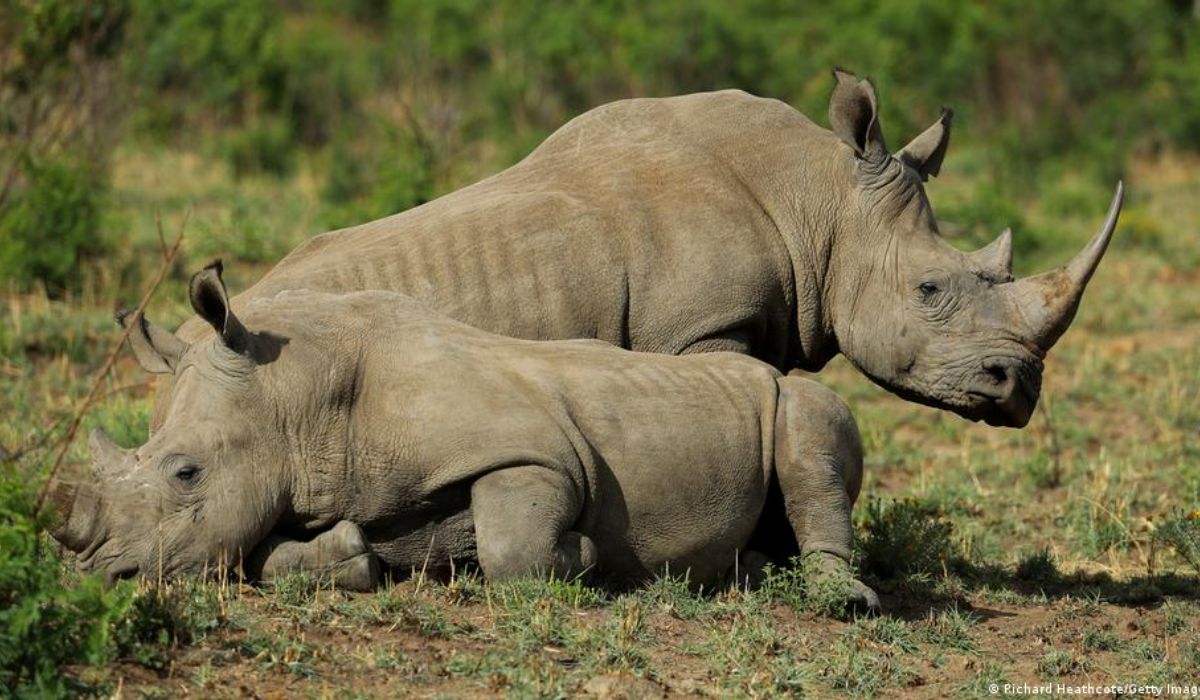 Where to See Rhinos in East Africa - Rhinos in Akagera rwanda