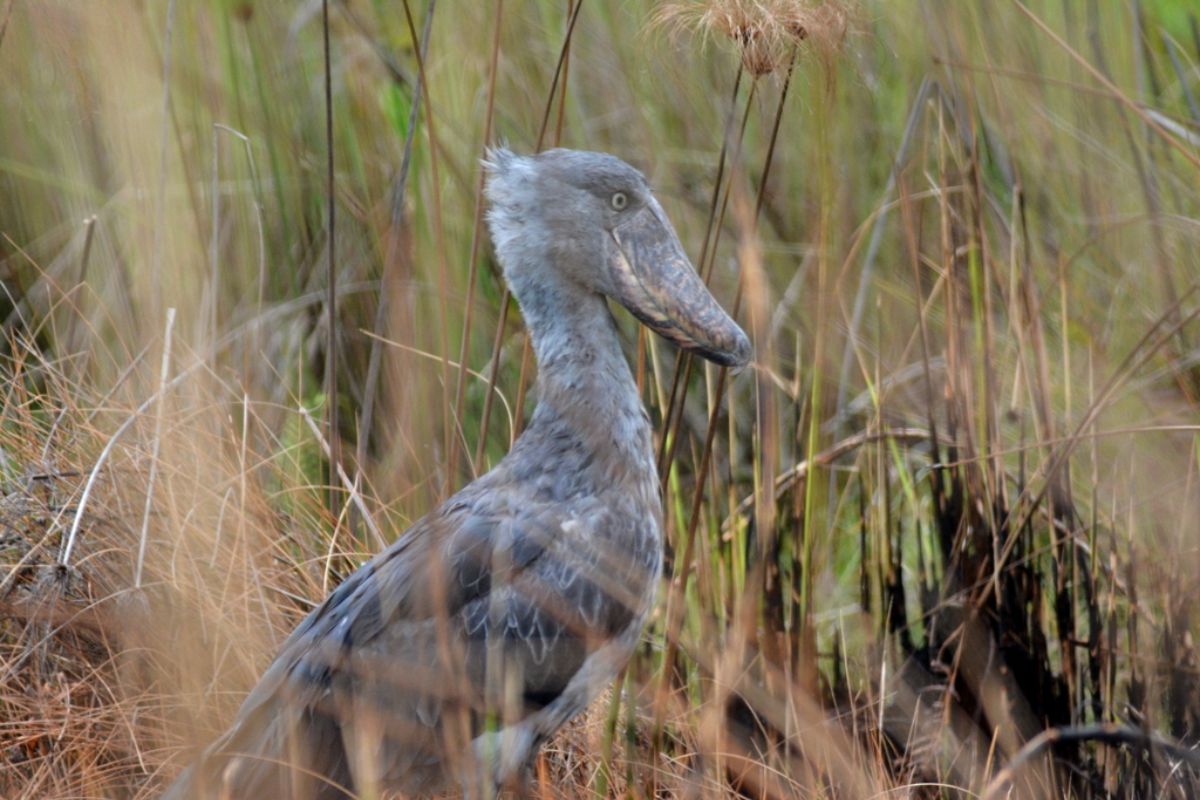  Shoebill Stork Bird 