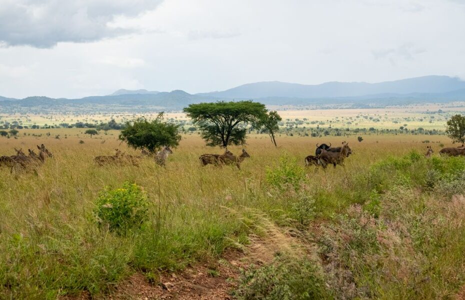 Best Time to Visit East Africa Safari