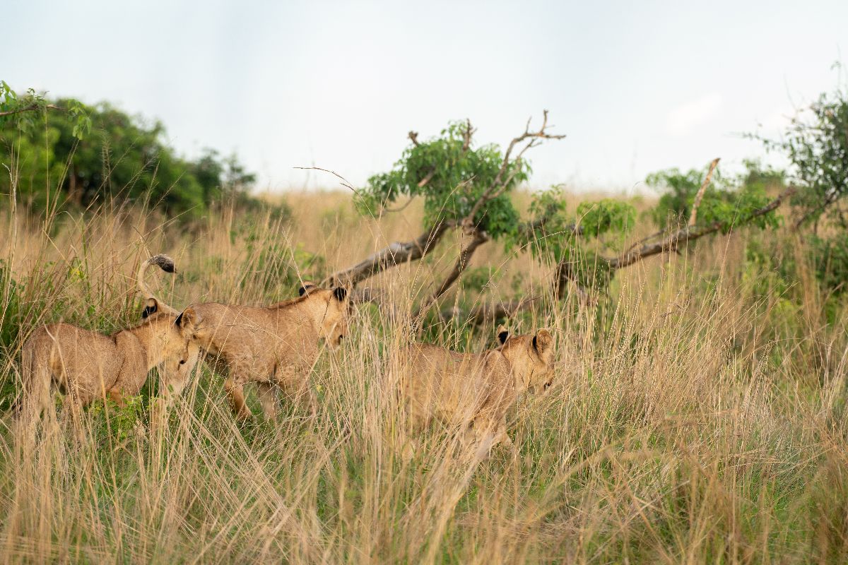 Places to See Lions in Uganda