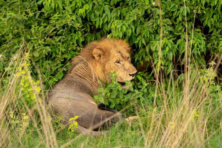 Best Places to See Lions in Uganda