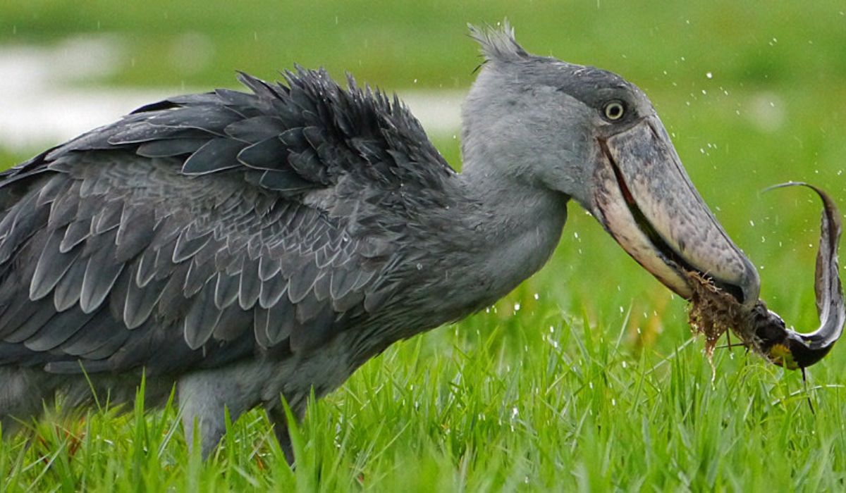  Shoebill Stork Bird in Uganda