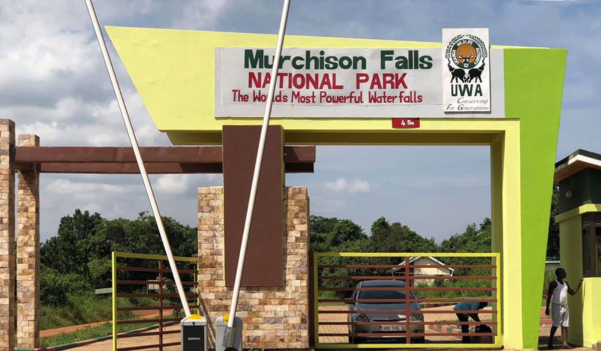 Places to See Lions | Murchison falls national park Uganda