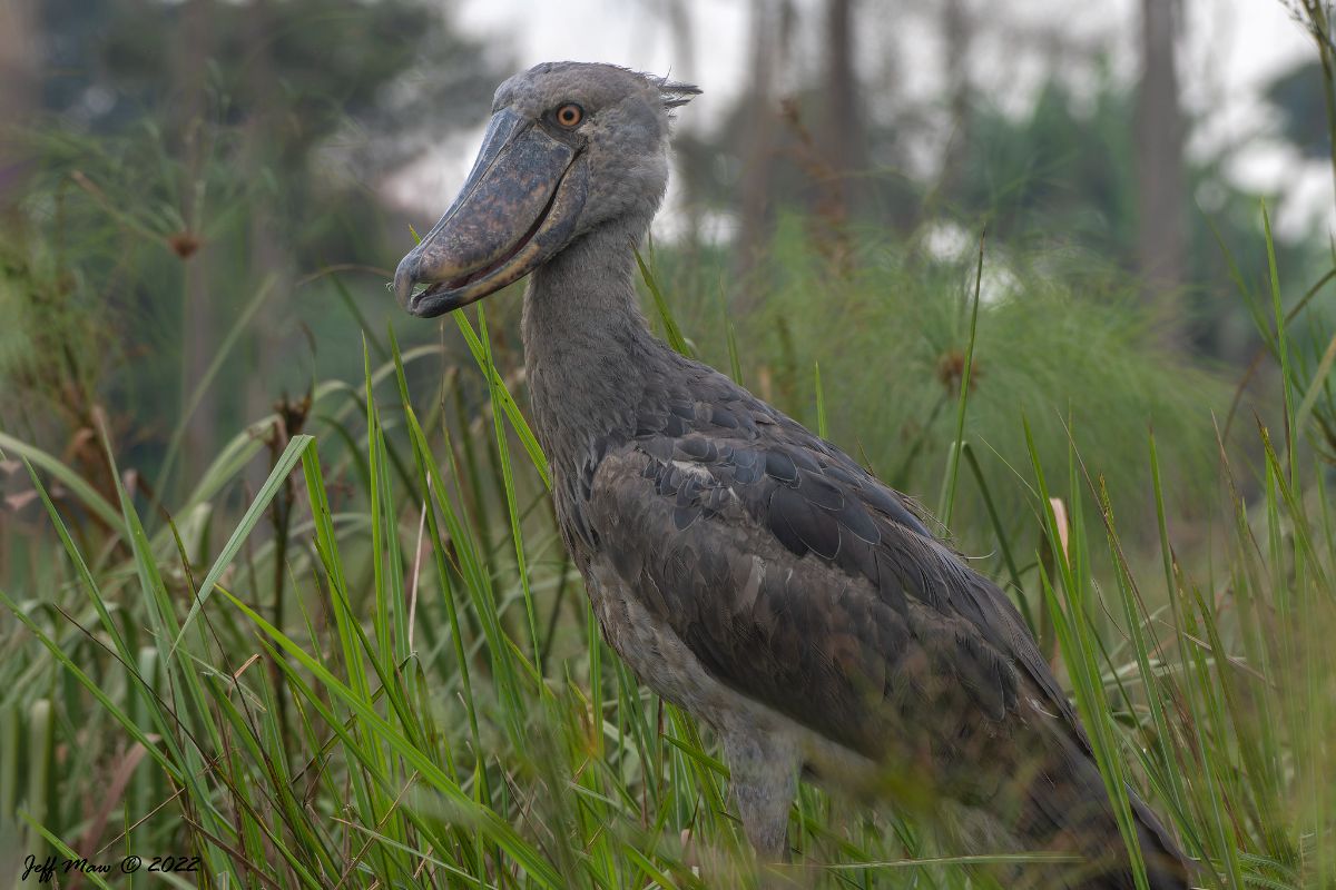 Where to See a Shoebill Stork Bird in Uganda