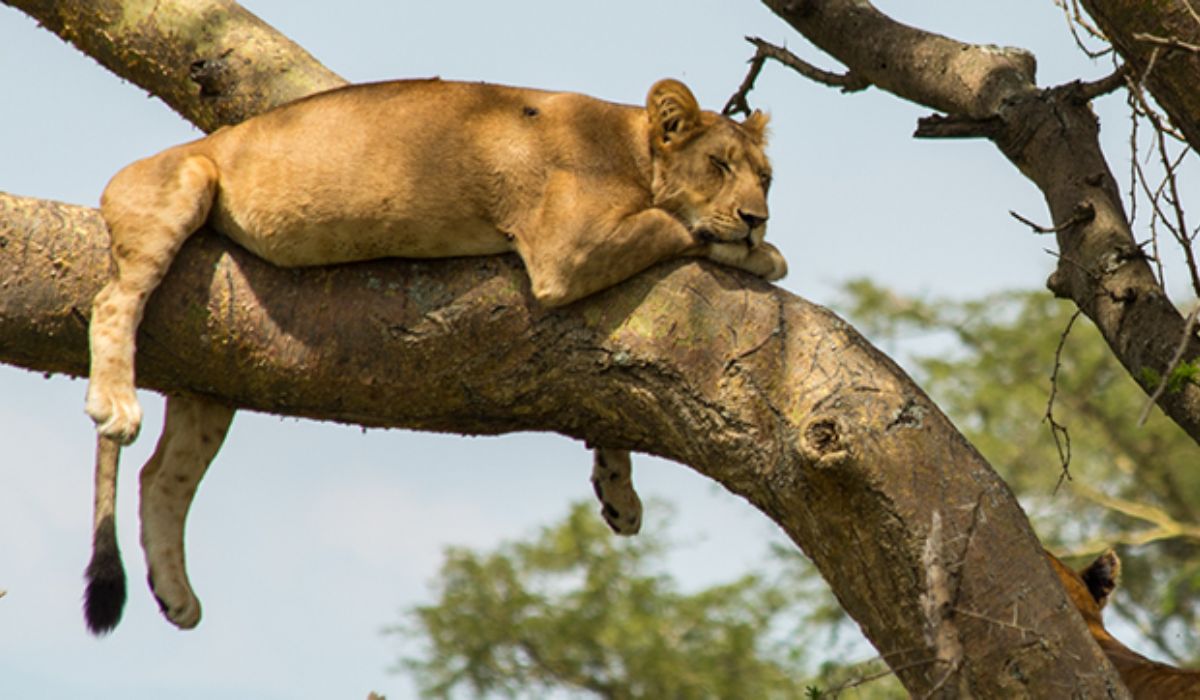 ishasha tree climbing lions in Uganda