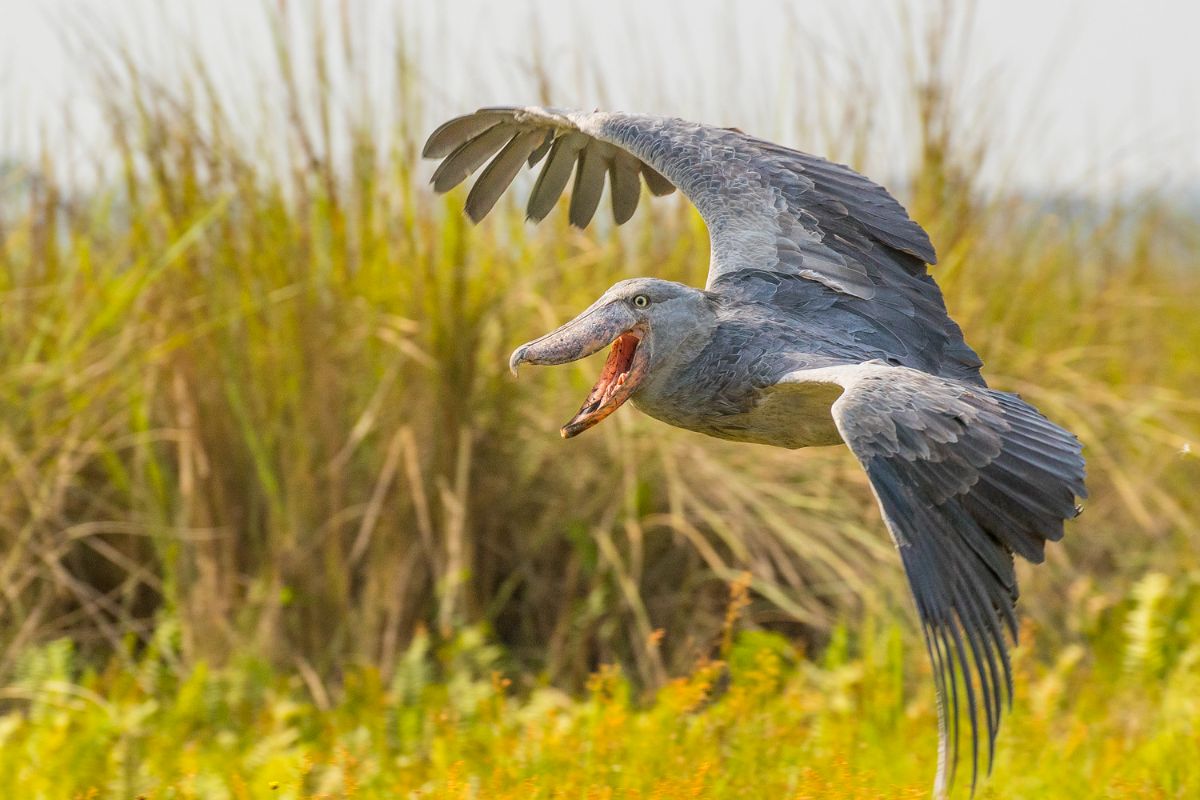 Where to See a Shoebill Stork Bird in Uganda