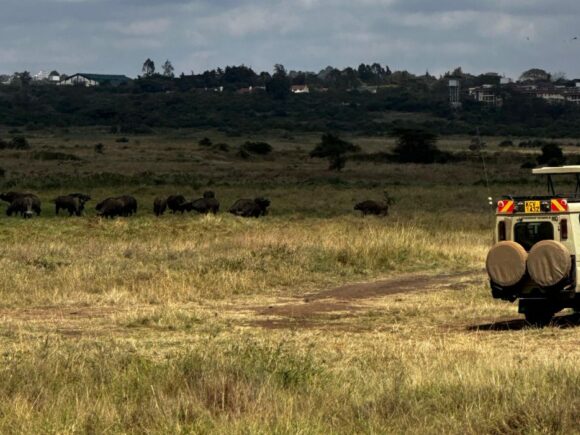 Safari Game Drives in East Africa